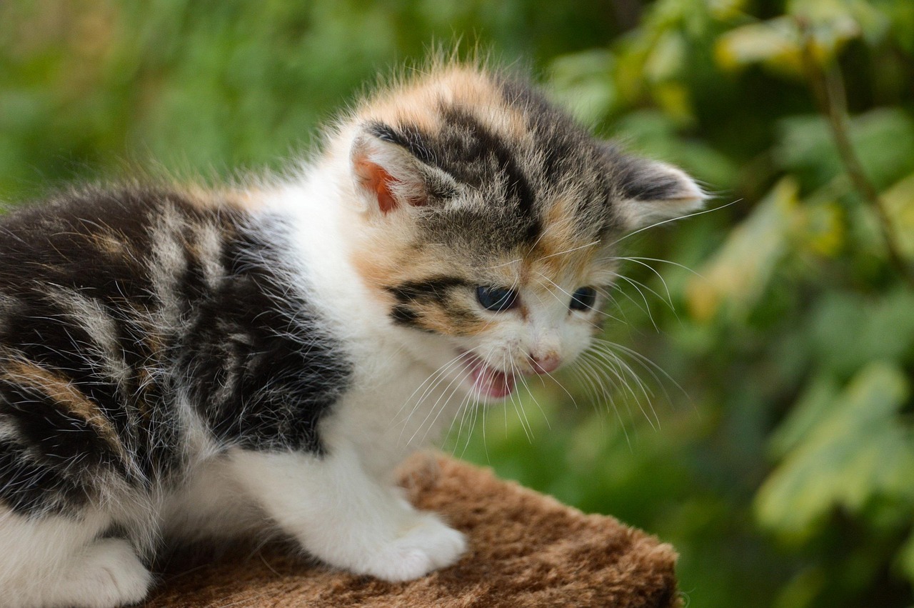 Decoding the Language of Cats: What Their Different Meows Mean