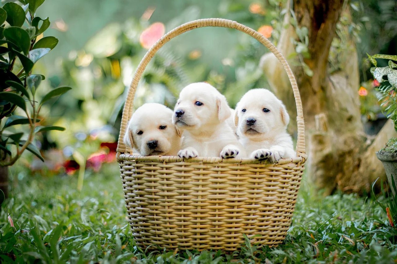 Labrador Retriever Puppy Care: 5 Essential Tips for New Owners (2025 Guide)