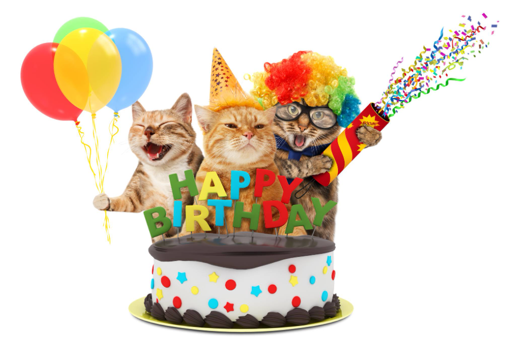 Top 10 Cat Birthday Ideas to Make It Special