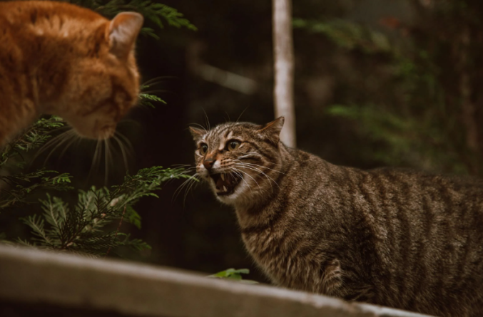 How to stop cat from eating other cats’ food?