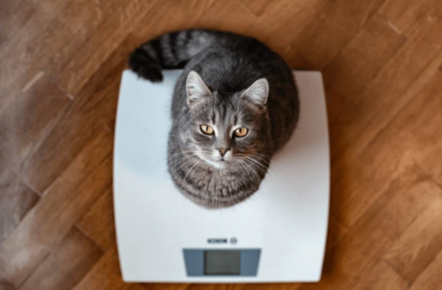 an underweight cat looking up