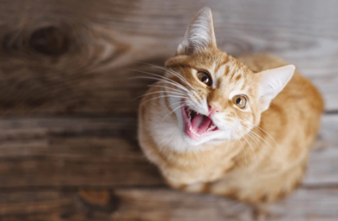 pet annoyed with whisker fatigue