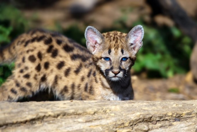 A young serval kitten with striking blue eyes and a spotted coat, looking directly at the camera