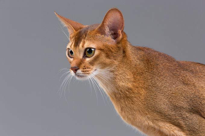 A close-up of an Abyssinian cat with large expressive eyes, looking  and poised