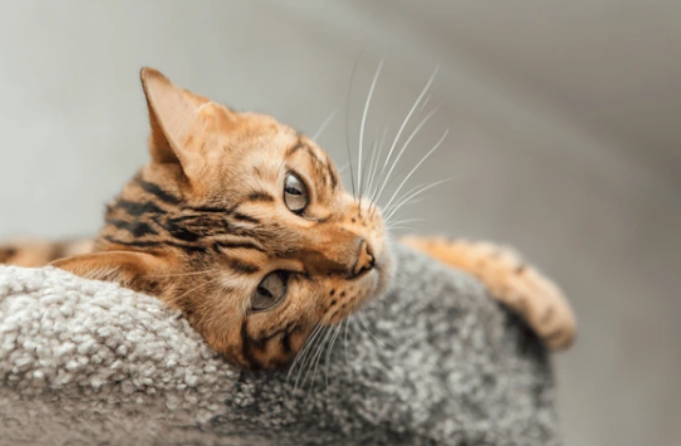 An Extensive Guide on Whisker Fatigue in Cats