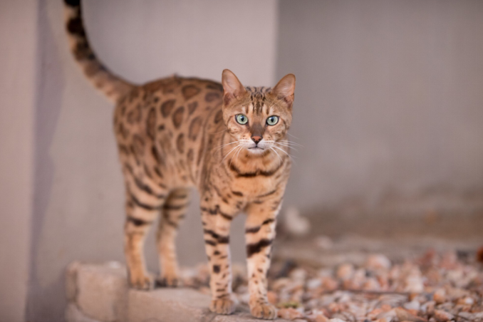 An African cat with a spotted coat standing on rocky ground, looking directly at the camera.