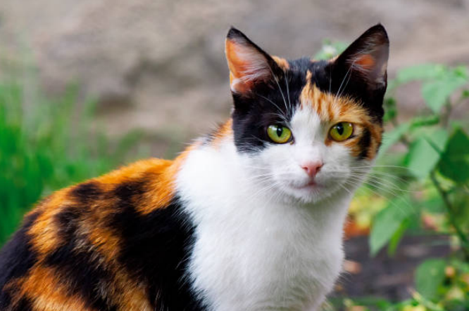 Calico Cat Profile: A Complete Guide to These Unique Felines