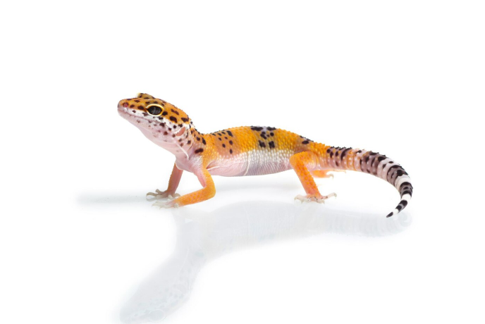 An Orange Leopard gecko lizard with a beautiful black leopard pattern