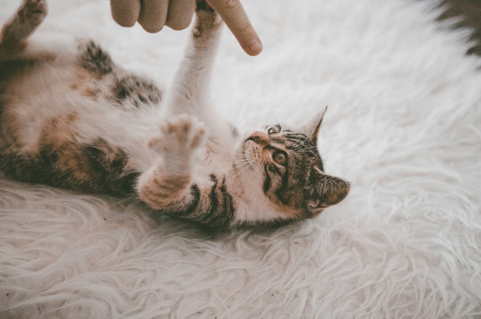 A Cat laying on a rug playing with a human