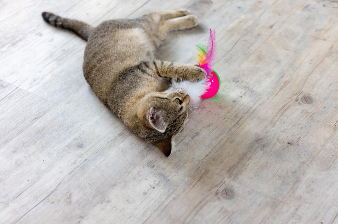 A cat playing with a toy