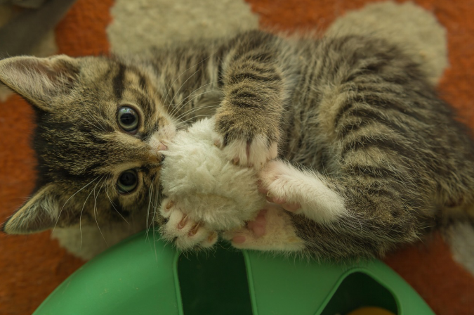 Cat playing with stuffed toy