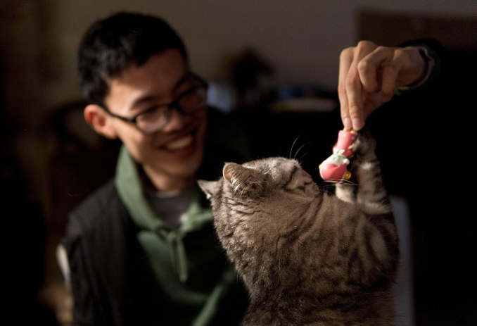 Best cat toys for exercise
