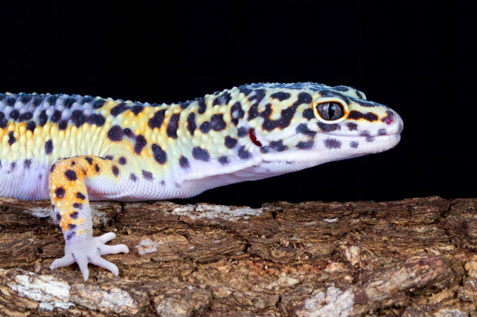 Orange leopard gecko lizard with spots