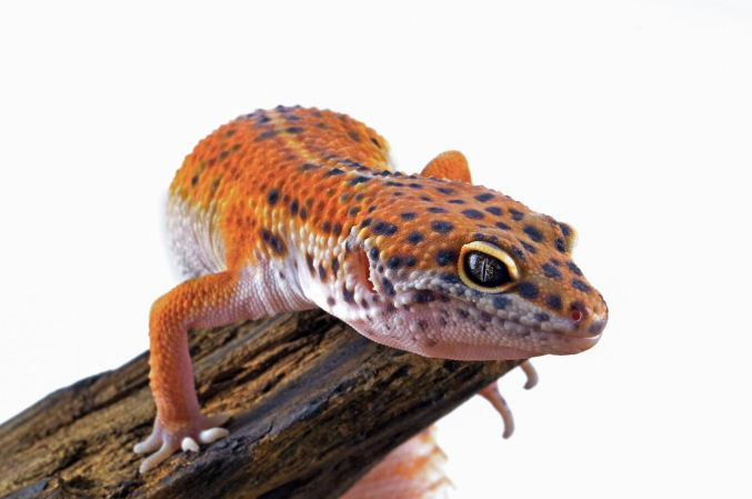 A close-up of an orange leopard gecko on a tree branch