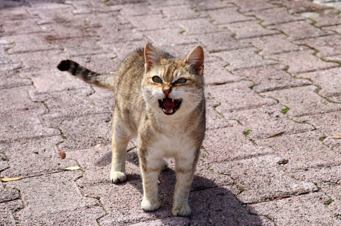 A cat meowing during the day