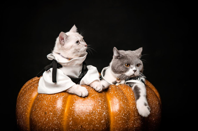 cats sitting in halloween pumpkin