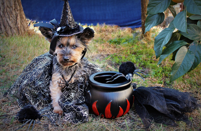 dog halloween costume