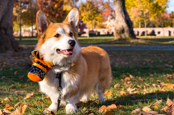 dog in a halloween costume cover image pet safety