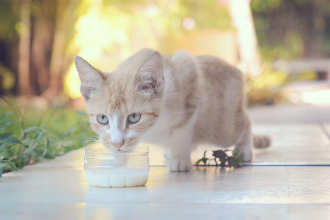 Can Cats Drink Milk? The Truth About Feline Lactose Intolerance