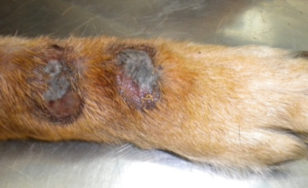Acral lick dermatitis