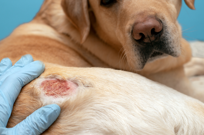 Canine atopy or atopic dermatitis