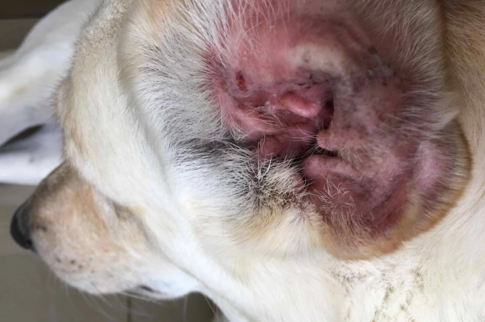 Ear Infections