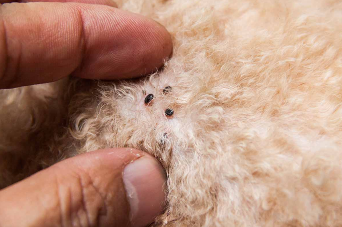 A flea infestation