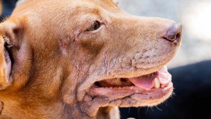Immune-Mediated Skin Diseases