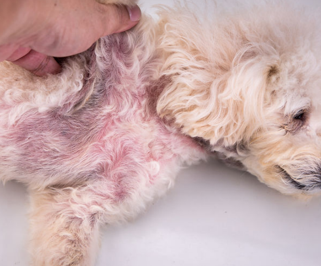 Pyoderma