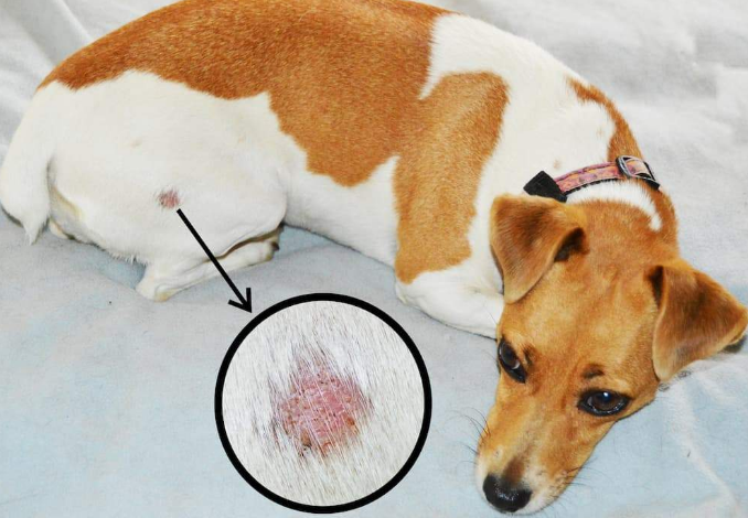 Ringworm (Dermatophytosis)