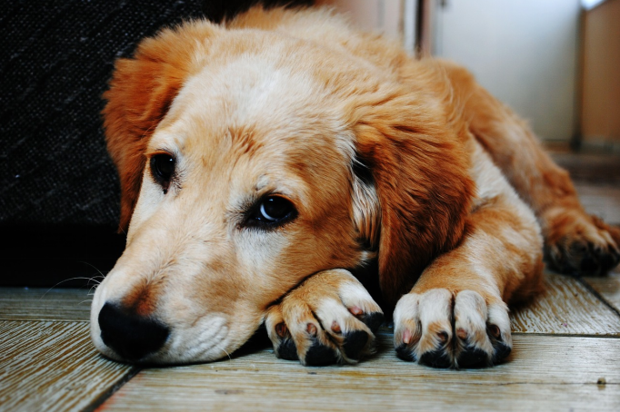 Types of Dog Skin Diseases (With Pictures)