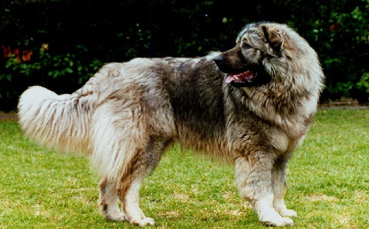 yugoslav shepherd