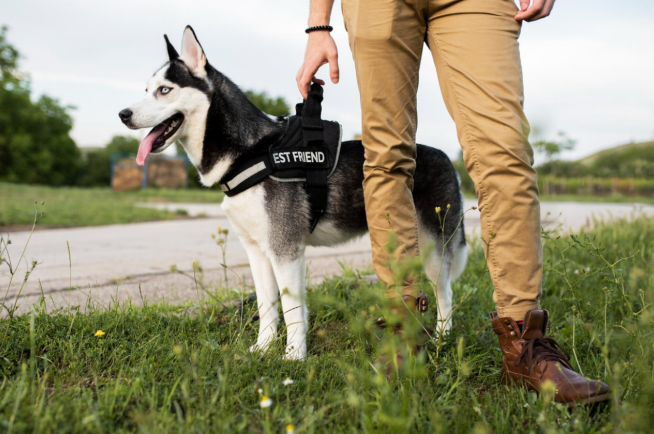 10 Best EZ Walk Harnesses for Dogs in 2025
