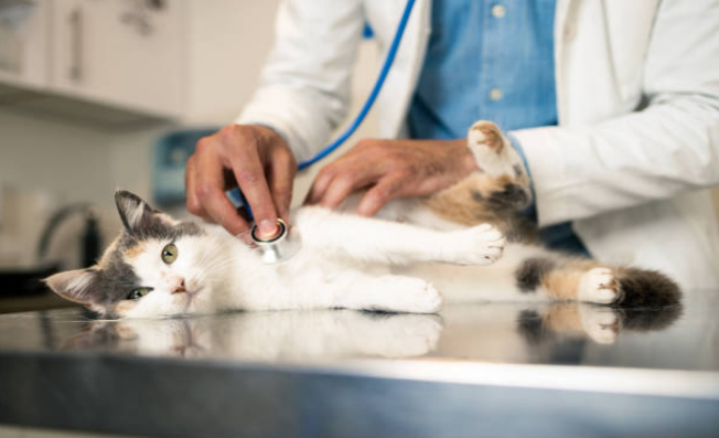 finding the good veterinarian for your cat