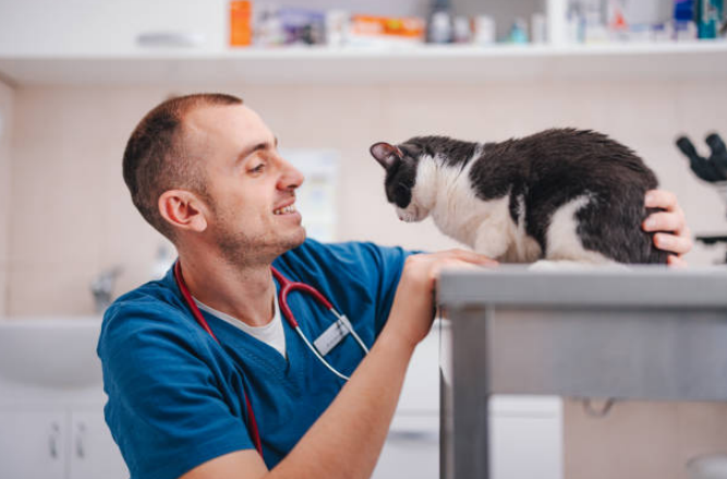 check the veterinarian experience with cat treatment