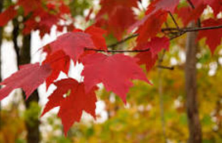 Are Maple Leaves Poisonous to Dogs? A Comprehensive Guide for Pet Owners