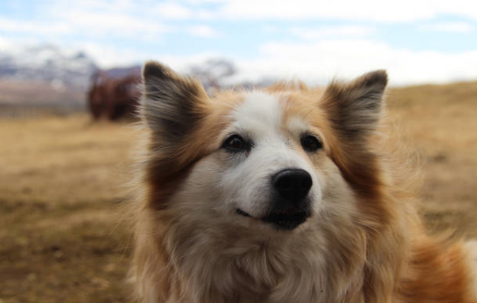 Meet the Icelandic Shepherd: A Spirited Companion from the Land of Fire and Ice