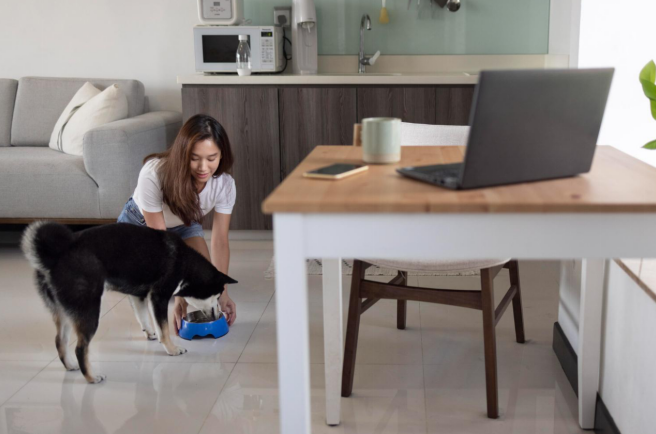 preparing to leave your dog home