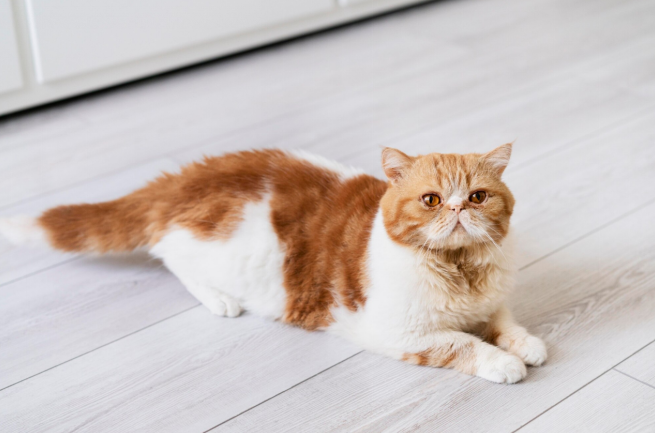 munchkin cat breed