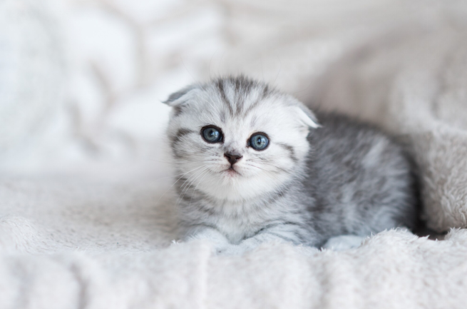 choosing the right cat breed