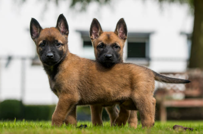 Two cute Belgian Malinois puppies