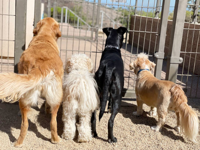 Group of dogs waiting at the gate