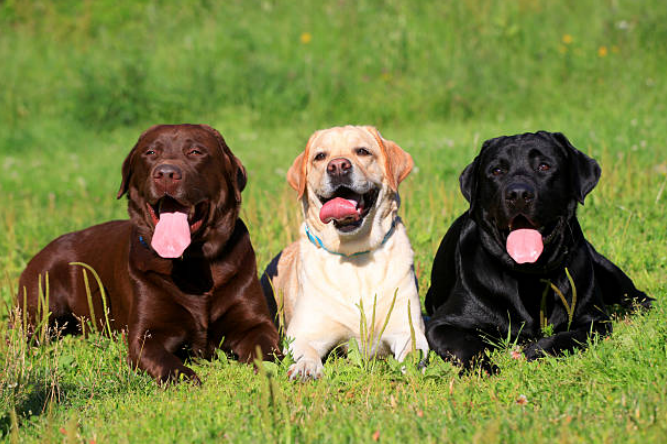 Three Labrador retrievers on the grass