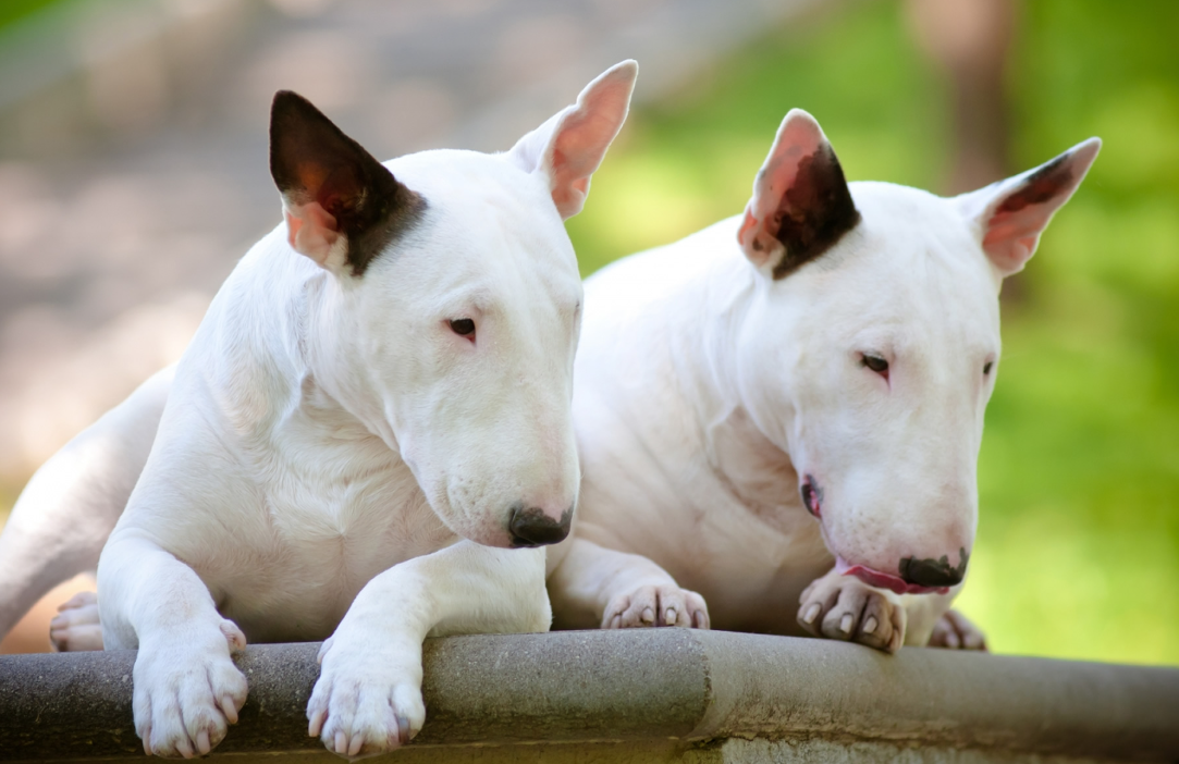 Bull Terrier Dog Breed Profile [2025 Updated]