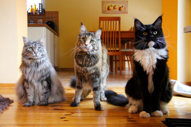 Diversity and Characteristics of Cat Breeds