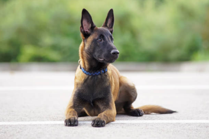 A Belgian puppy wearing a blue collar in a relaxing mode