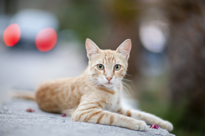 An orange outdoor street cat staring at the camera