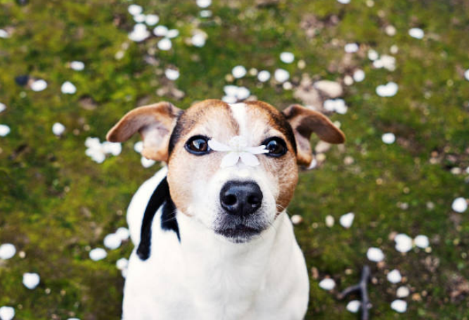 Dog looking at camera with cherry flower on nose