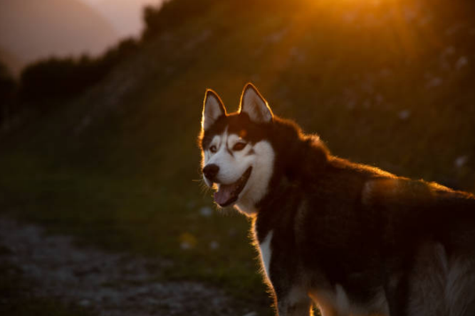 Sakhalin Husky walking in the mountains