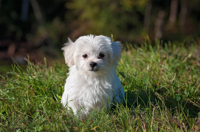 A white fluffy Maltese dog roaming outside
